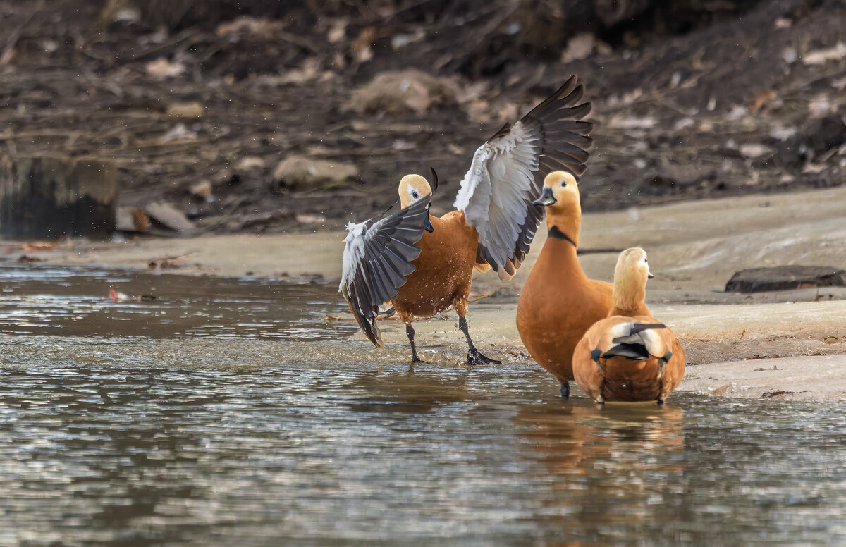огарь в полете. - юрий макаров