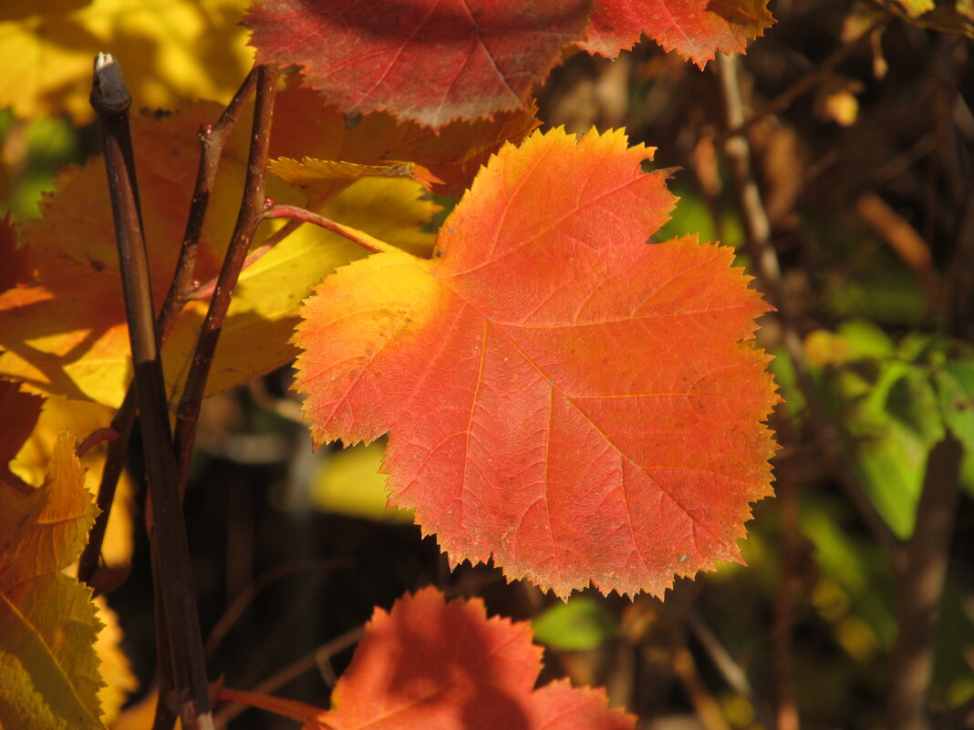прекрасный октябрь - Елена Шаламова
