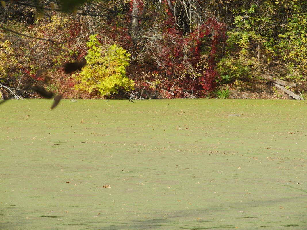 осенняя зарисовка - Елена Шаламова