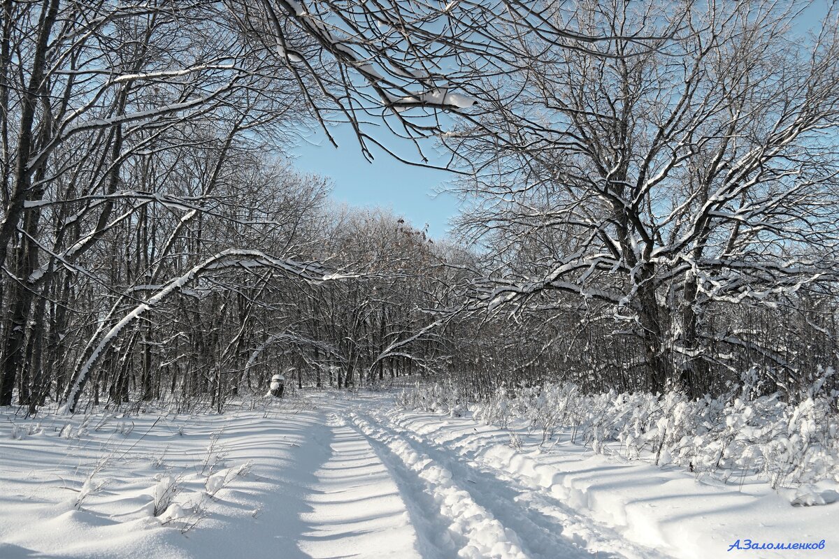 Проложить лыжню в чаще... - Андрей Заломленков