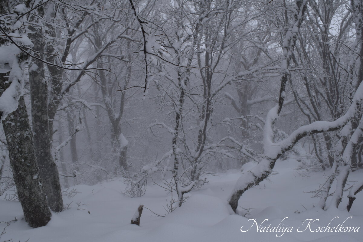 Природа Крыма - Amazing Cosmea