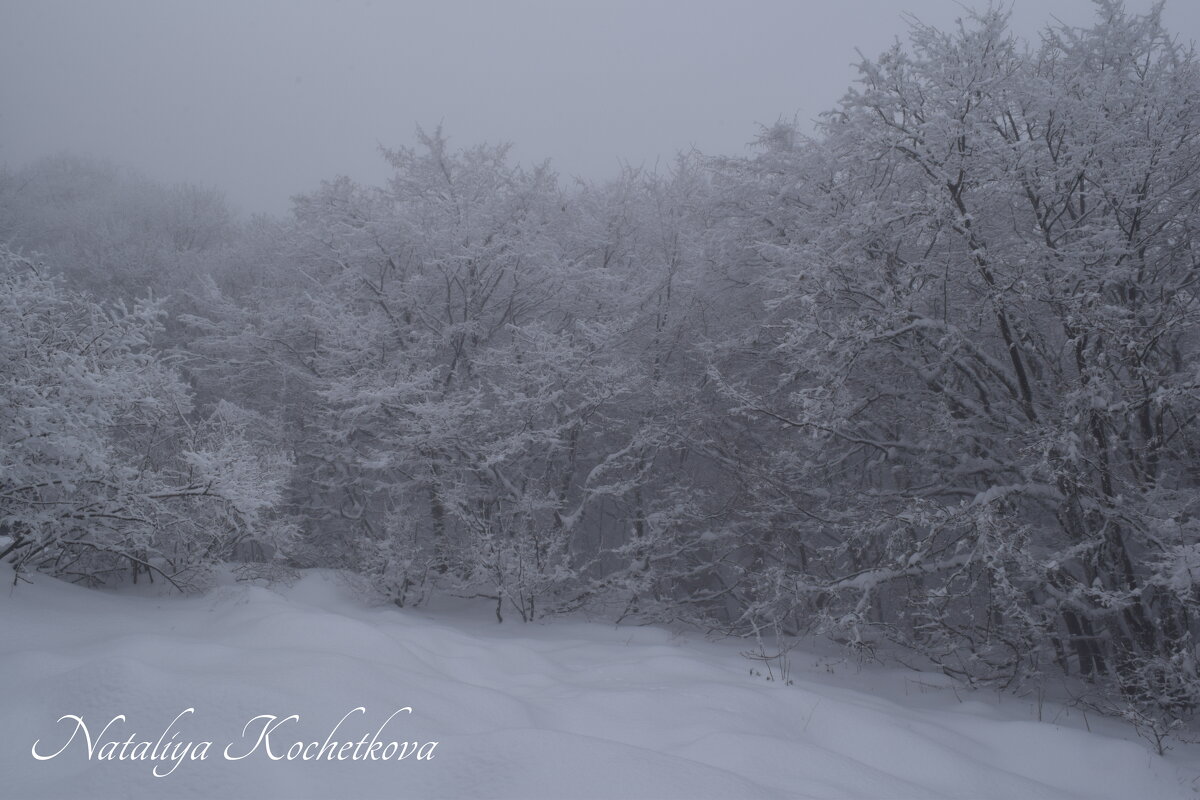 Природа Крыма - Amazing Cosmea