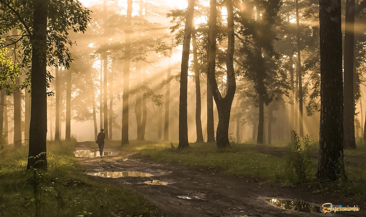 Тропинка через бор - елена беликова