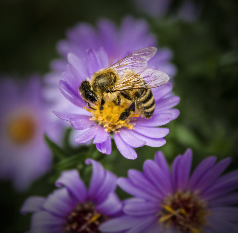 *** - Александр. AVG100 ---