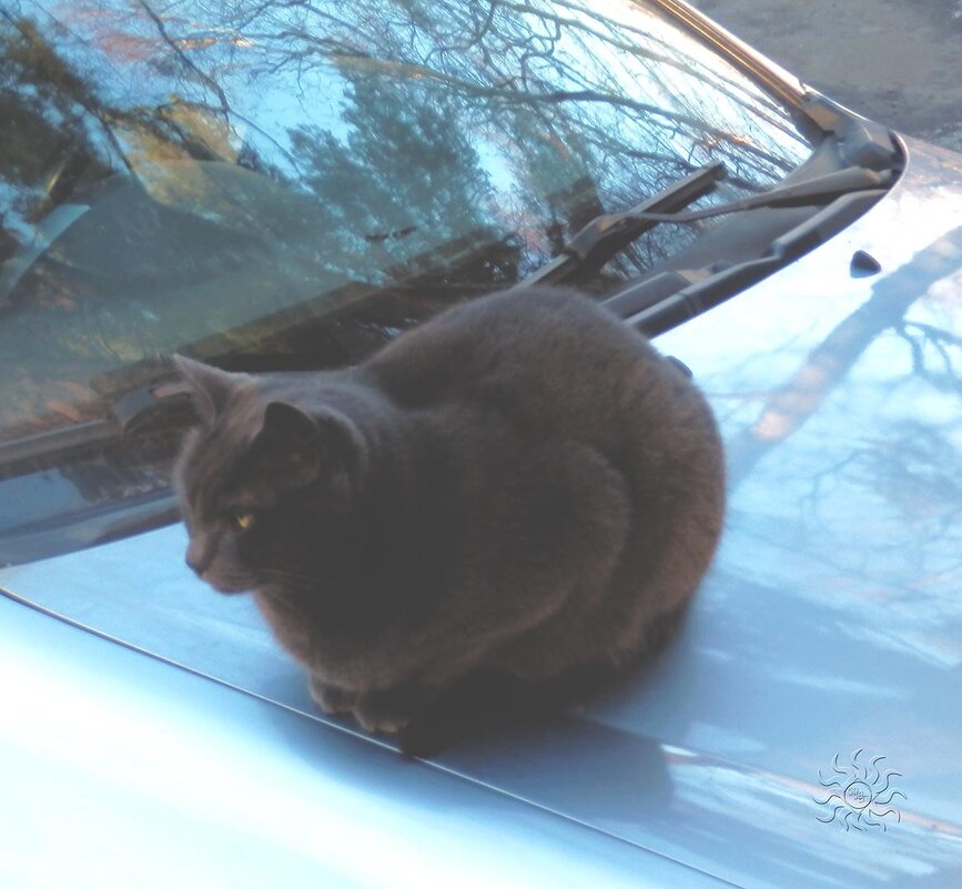 Кот на капоте - Юлия ЮГ