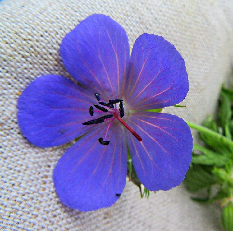 Цветочек   луговой   герани. - Галина Кузьмина