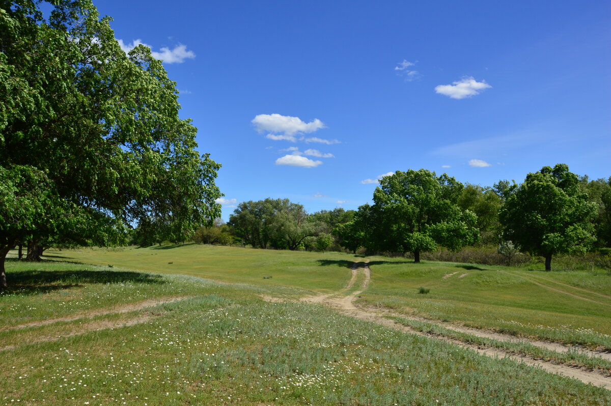 Донская степь. - Виктор 