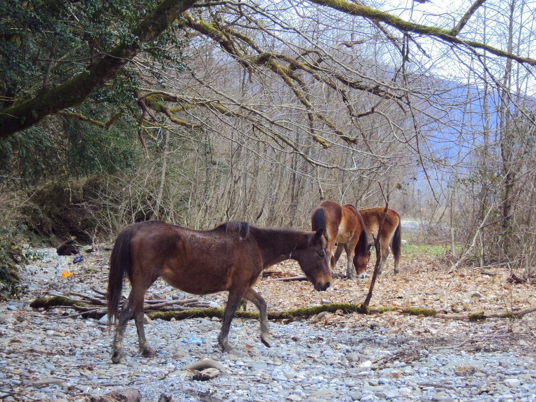 Солох Аул. Прогулка у реки - Tata Wolf