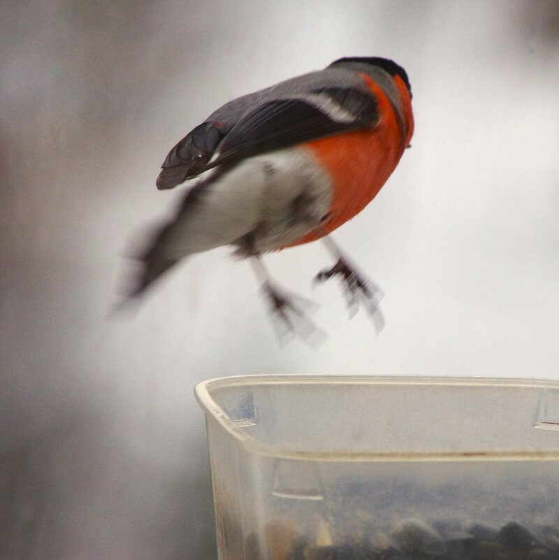 Всё эти-же снегири... - Юрий Куликов