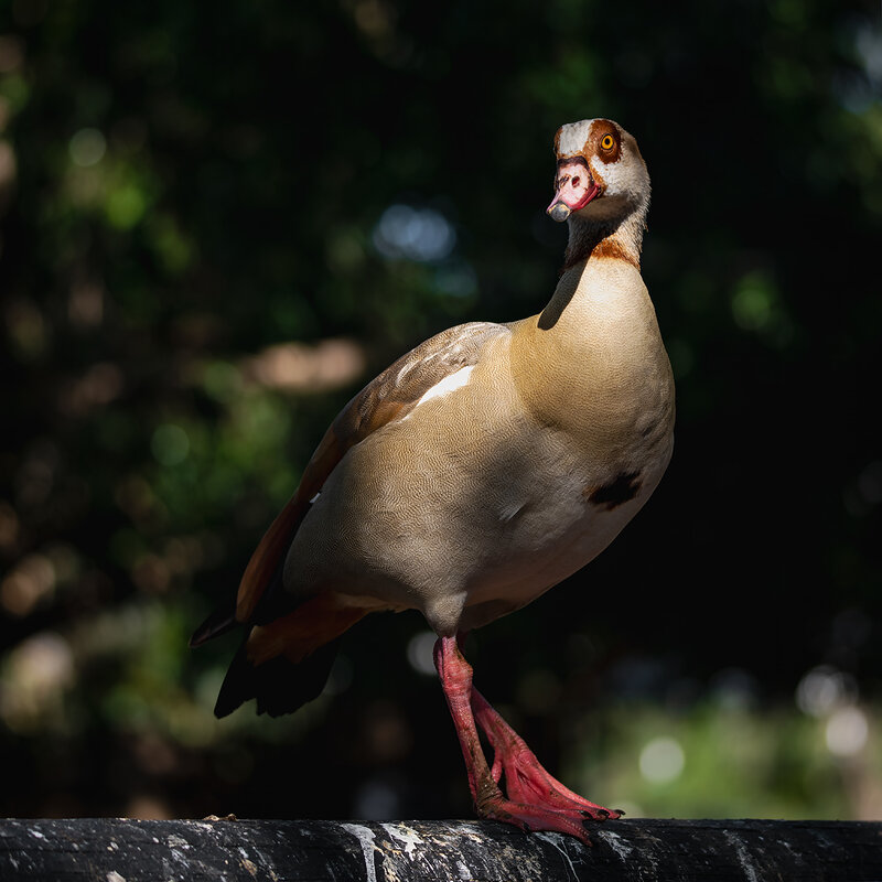 Нильский гусь или египетский гусь - Александр Григорьев