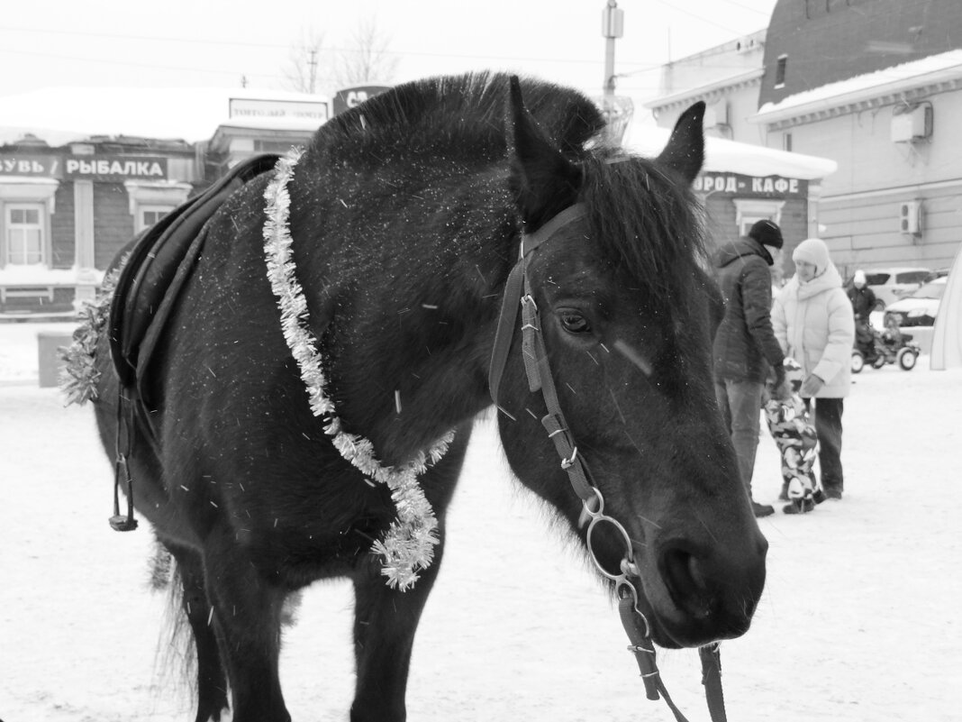 Сивка-бурка - Maria Rainer