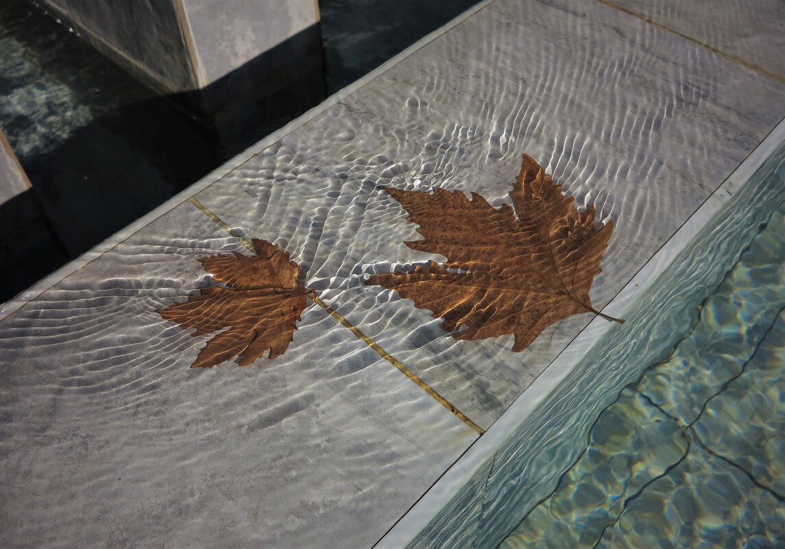 Листья в воде - Евгений Поляков