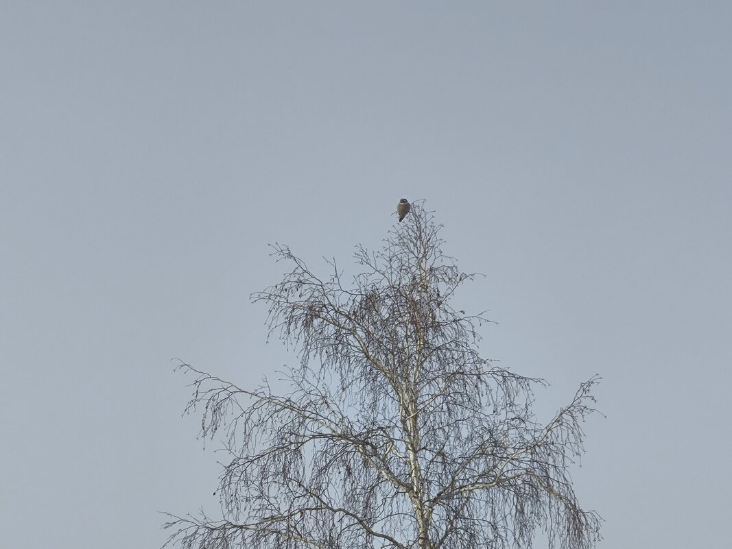 Воробьиный сыч - Anna Ivanova