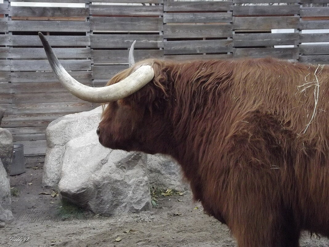 Обитатель зоопарка - Freddy 97