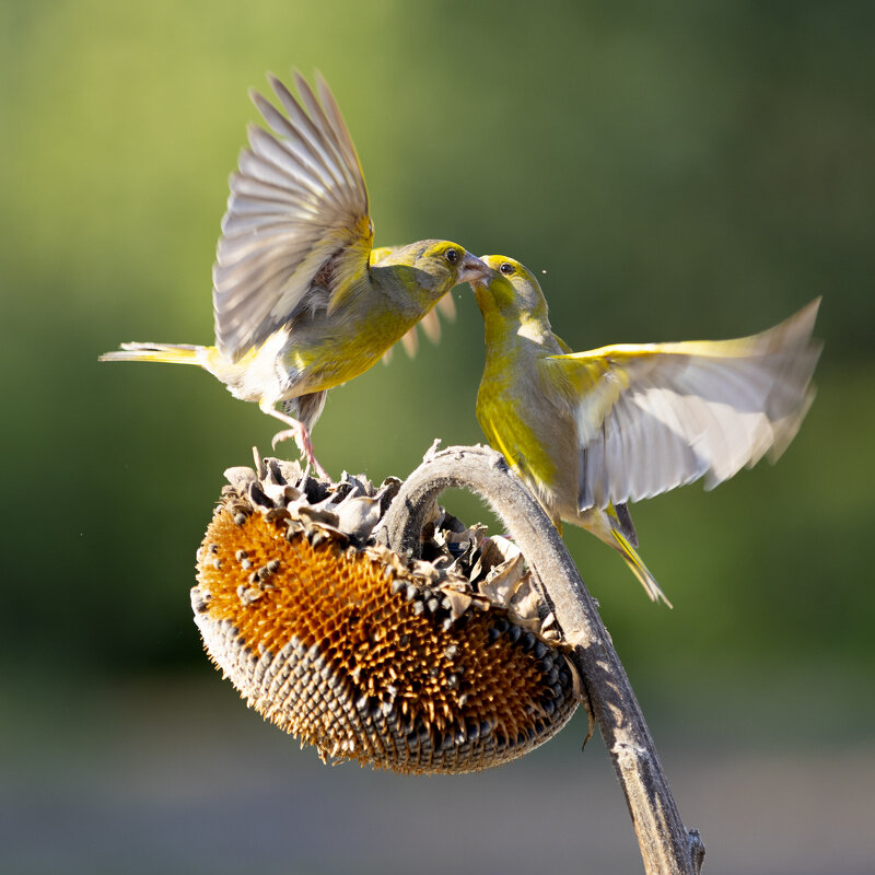 Зеленушки - Валерий Черняк