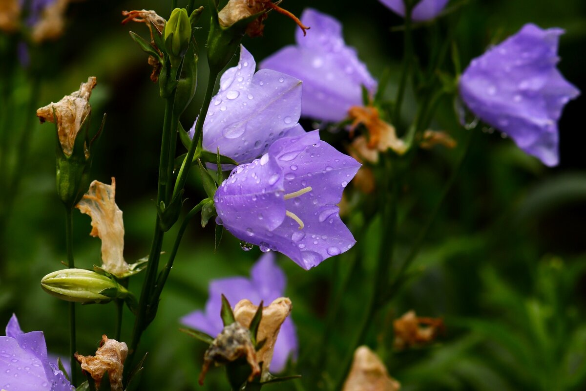 Цветы ушедшего лета - Юрий. Шмаков