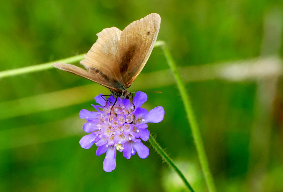 опять про бабочек...322 - Александр Прокудин