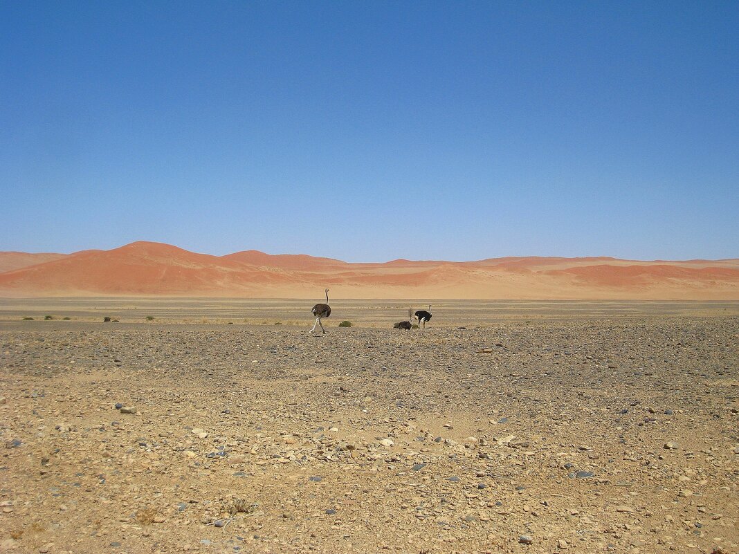 Это те самые, которых фиг догонишь! - unix (Илья Утропов)