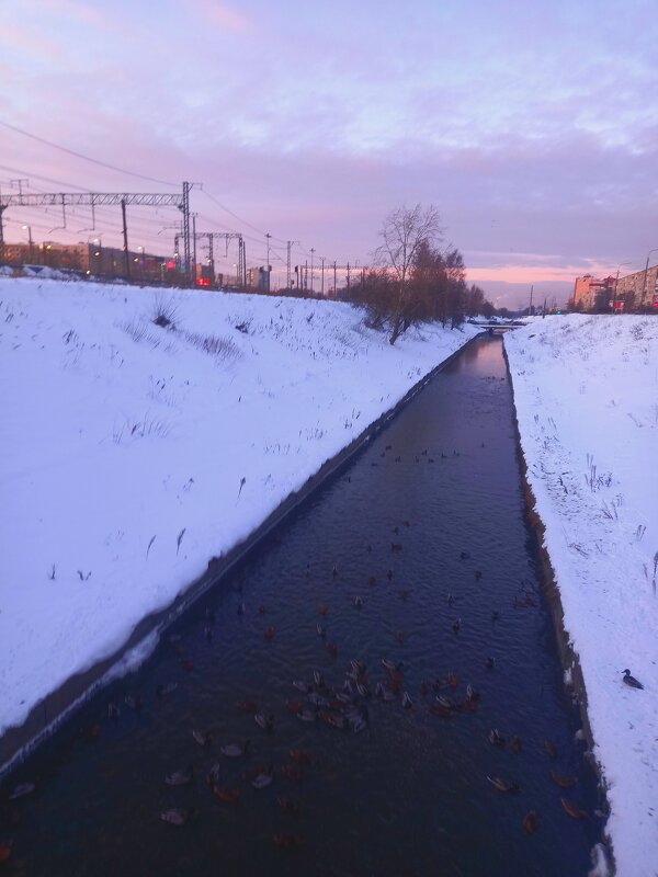 Утки - Сапсан 