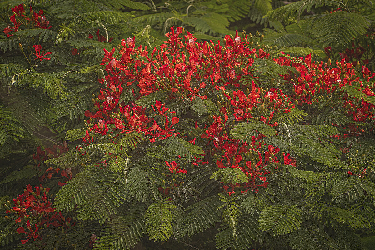 Делоникс. - Svetlana Galvez