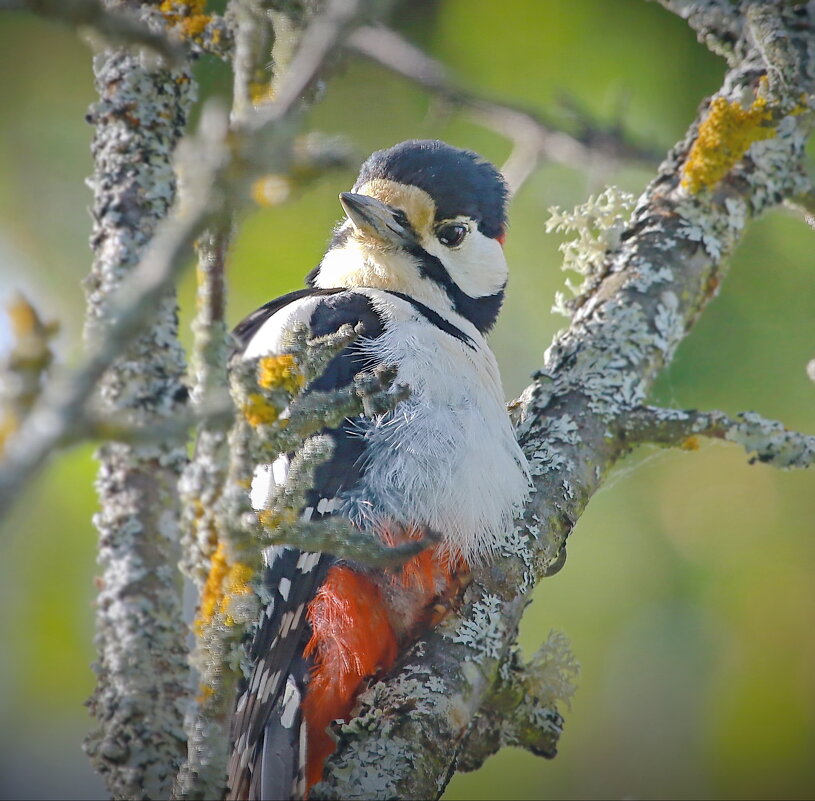 высоко спрятался малыш... - Andrey Bragin 