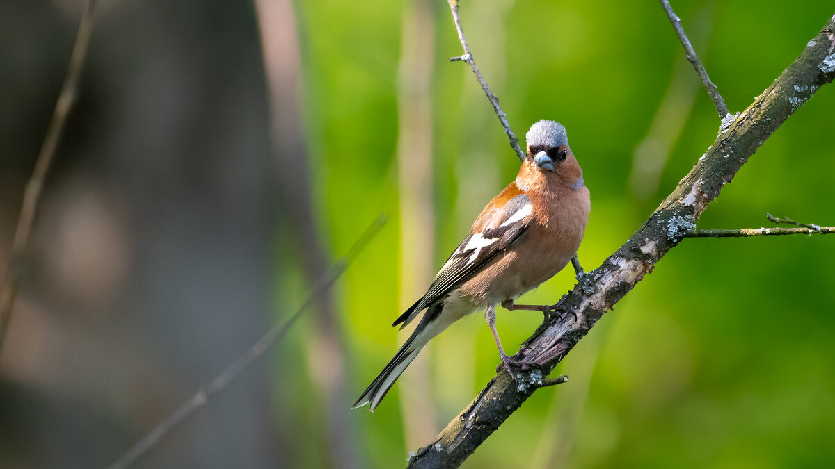 Зяблик - Владимир Лазарев