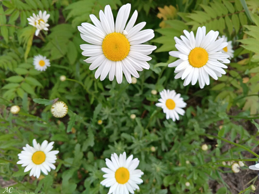 Капелька тепла в зимнюю стужу - Любовь Сахарова