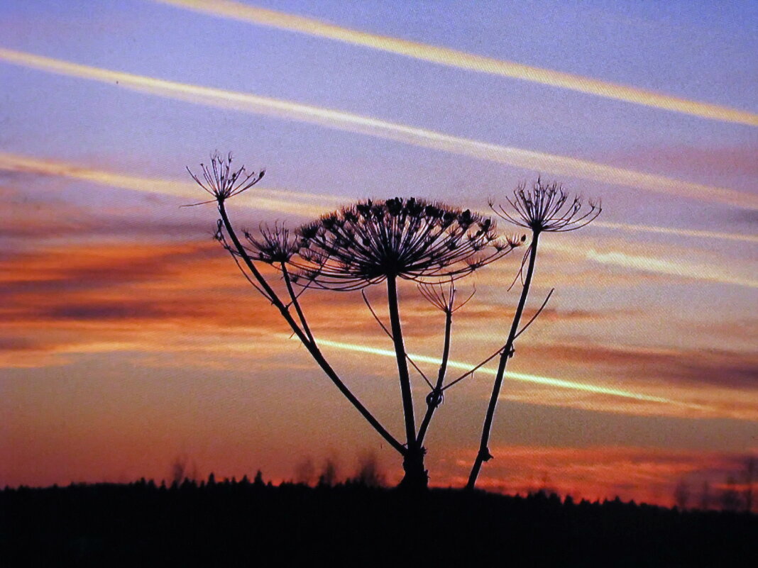 На закате - Людмила Смородинская