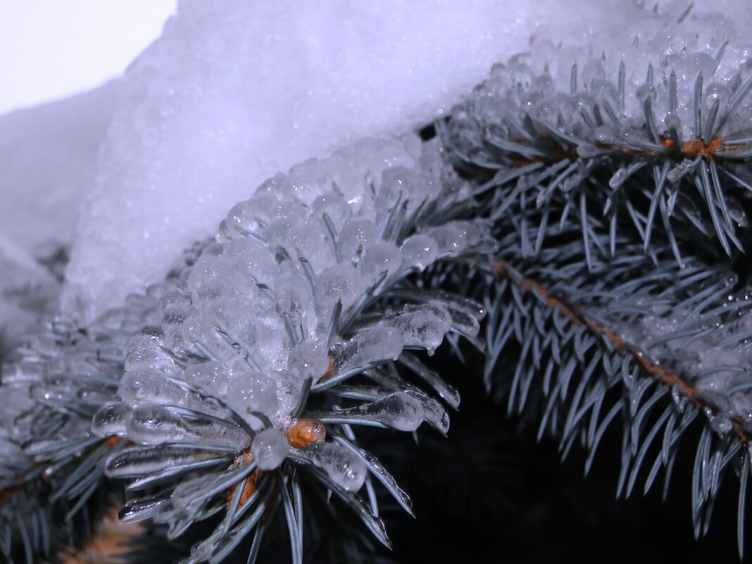 Стеклянная ель. - Марина Леонидовна