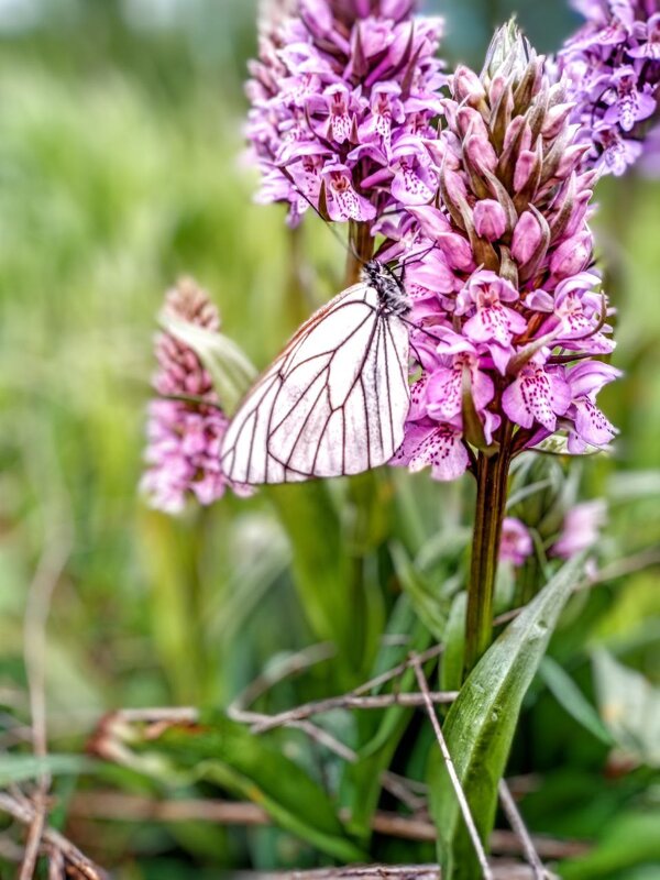 ..... - Сергей Соколкин.