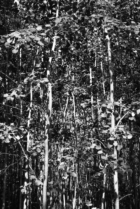 Фотография - Денис Безногов