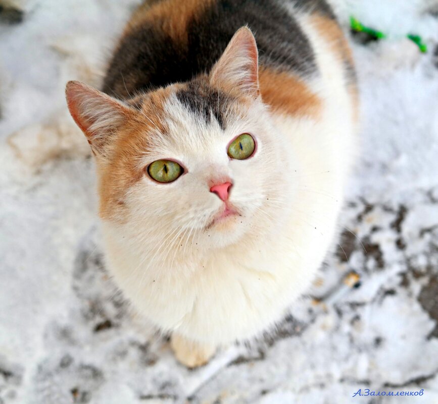 Давай вкусняшку фототограф за фотосессию! :-) - Андрей Заломленков