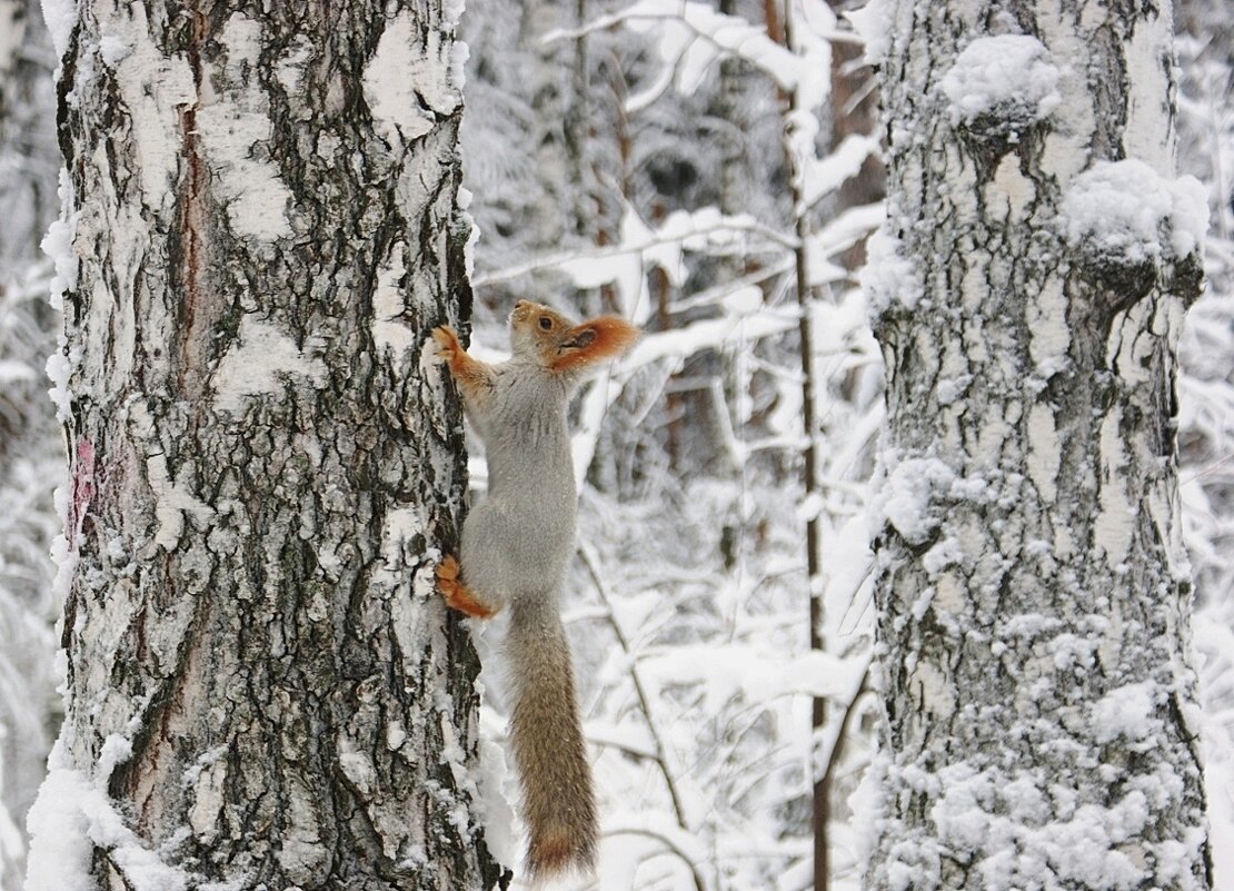 Этюд с белочкой - Галина Нестратова