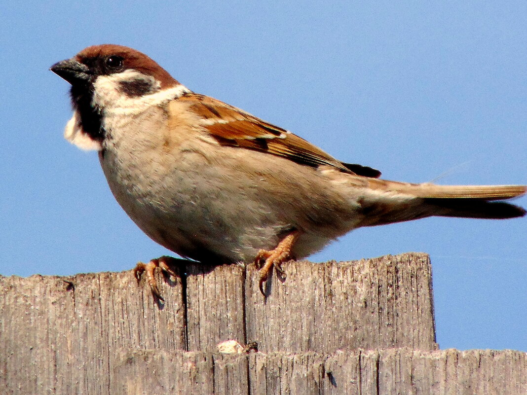 Воробей. - nadyasilyuk Вознюк