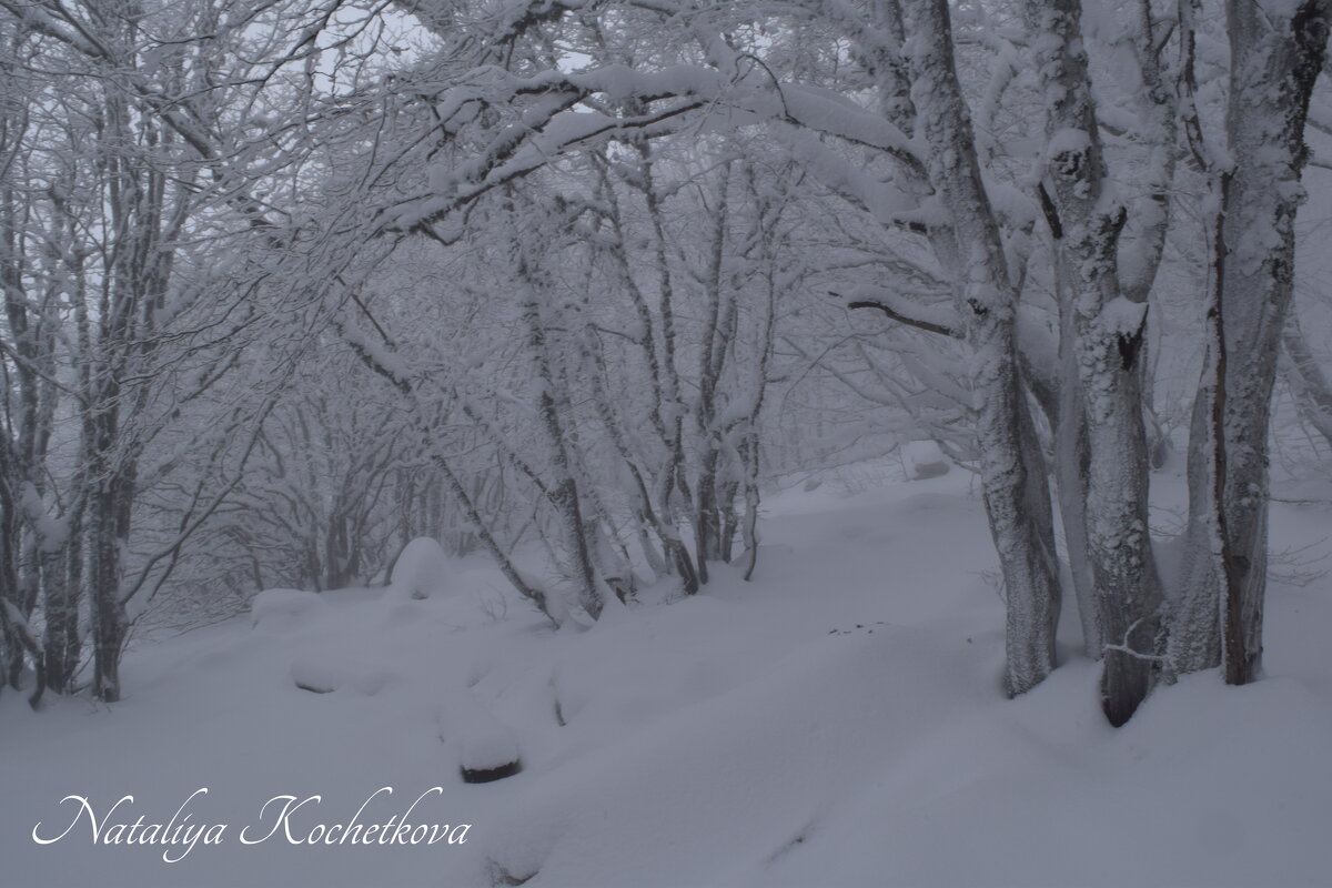Природа Крыма - Amazing Cosmea