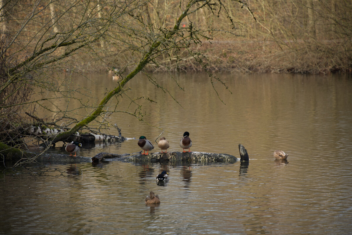 Пруд - Jakob Dick