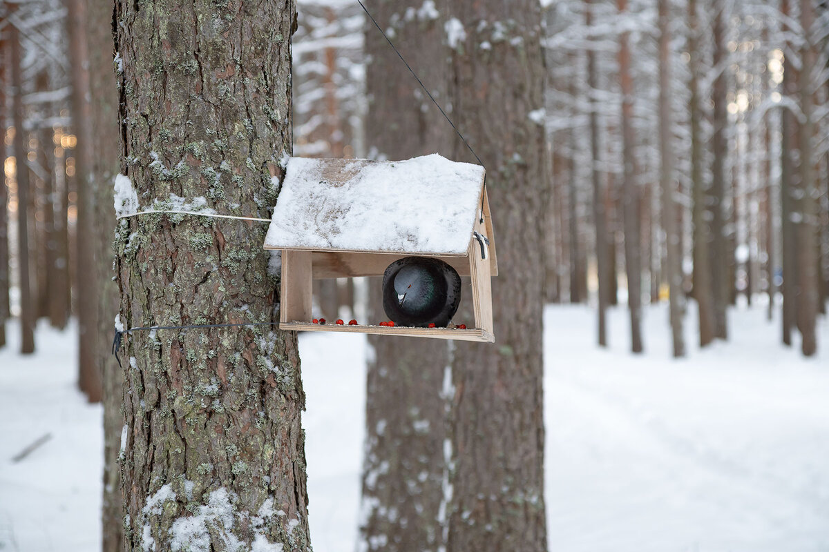 *** - Андрей Дурапов
