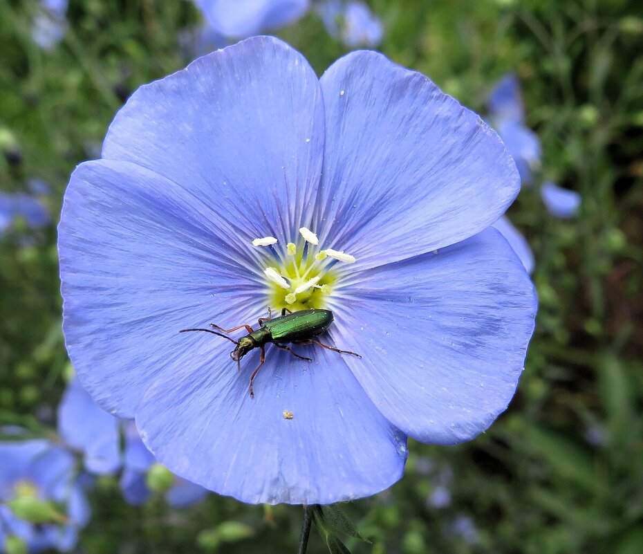 Лен с гостем - Лариса С.