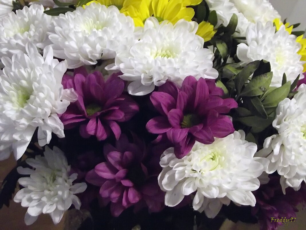 Хризантемы - Freddy 97