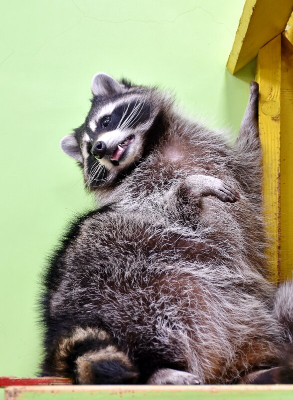 Позирующий енот. - Леонид Иванчук