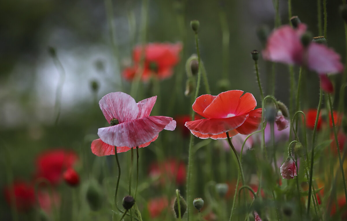 Цветущее лето - елена беликова