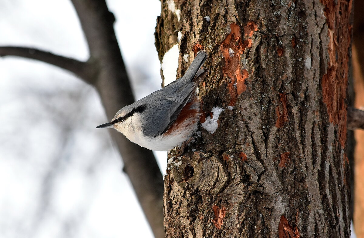 Поползень. - Алексей .