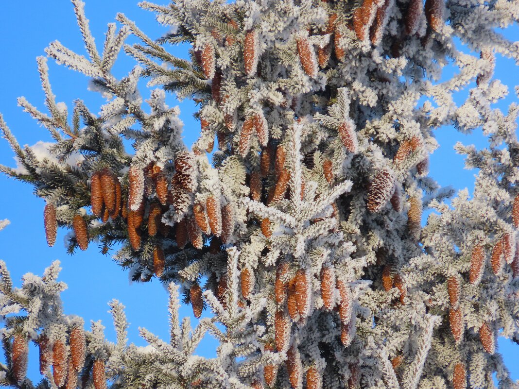 Шишки - Ольга Митрофанова