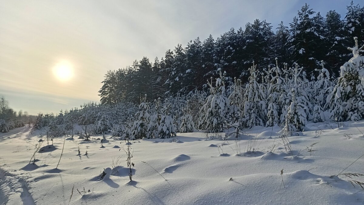 Солнечный день. - Михаил Колосов 