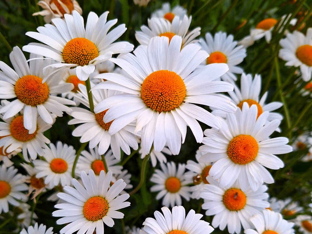 Ромашки - Наталья 