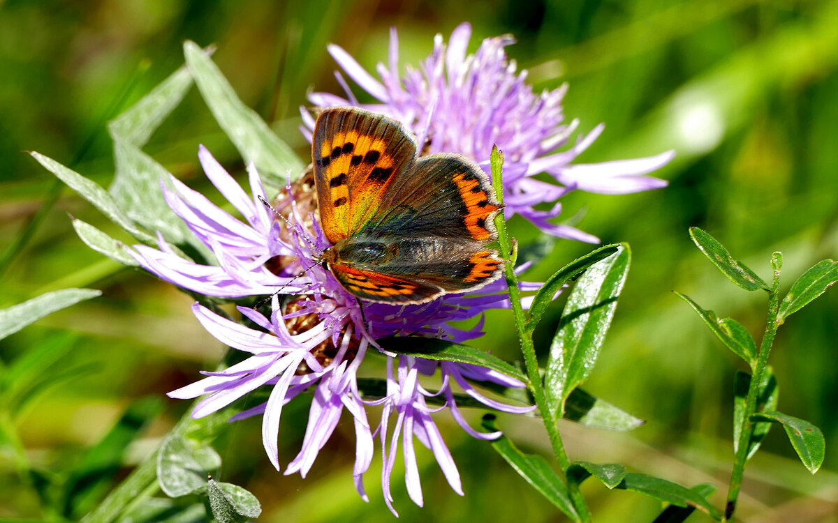 опять про бабочек...326 - Александр Прокудин