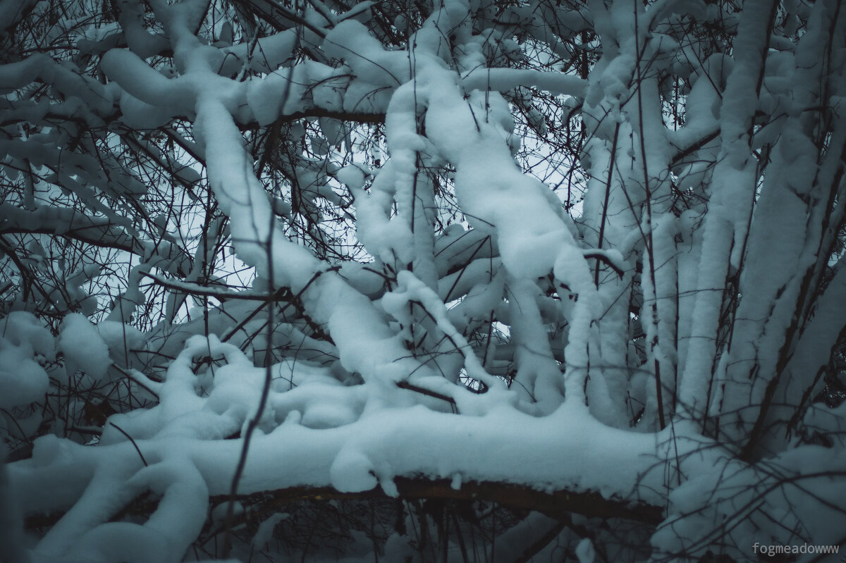 Кустики, занесённые снегом - fogmeadowww m