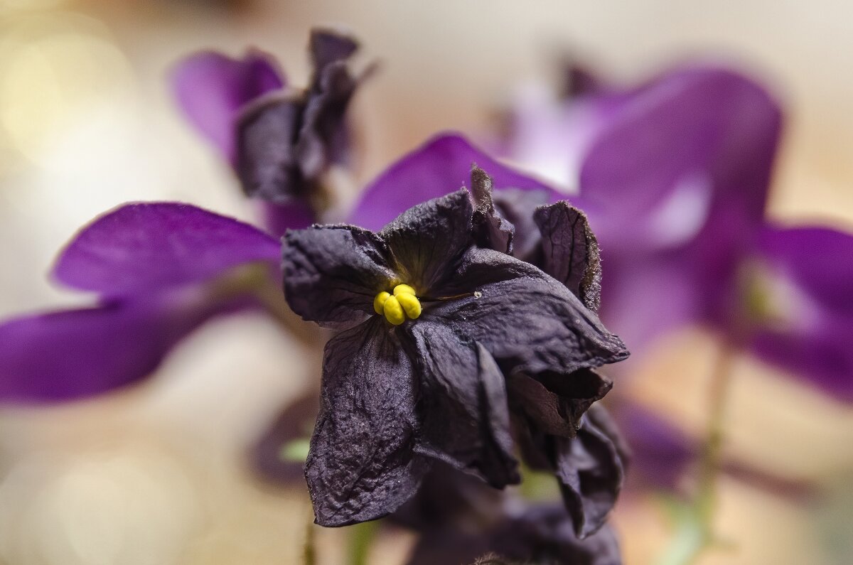 *** - Виктор Иванович Чернюк