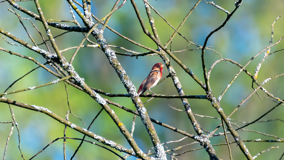 Чечевица - Владимир Лазарев