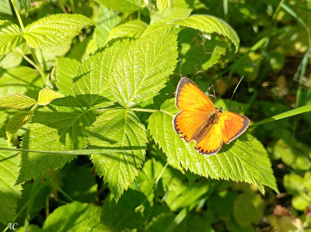 Червонец огненный - Любовь Сахарова